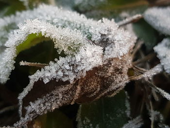 Close-up of frozen leaves during winter