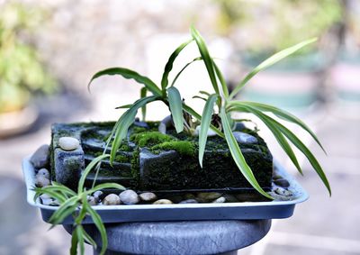 Close-up of potted plant