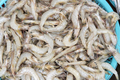 Close-up of shrimps for sale in market