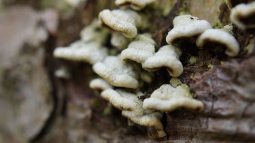 Close-up of mushrooms growing outdoors