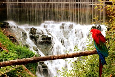 Scenic view of waterfall