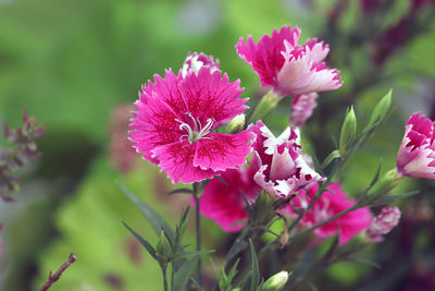 Close-up of pink flowering plant