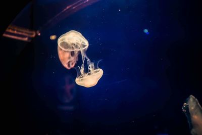 Man swimming in aquarium