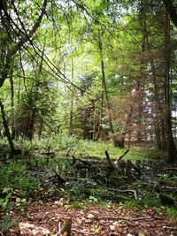 Trees in forest