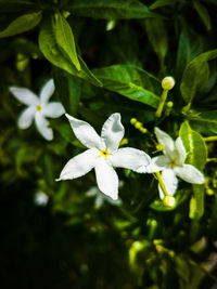 Close-up of white flowering plant