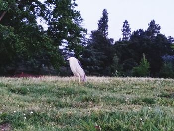 Bird on grass