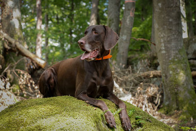 Dog sitting on tree trunk