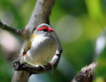 Close-up of bird perching on leaf