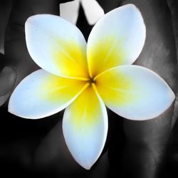 Close-up of yellow flower against blurred background