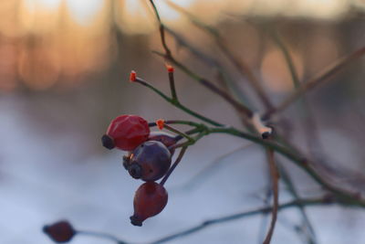 Close-up of berries growing on tree