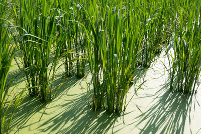 High angle view of bamboo plants on field