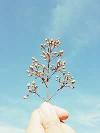 Cropped hand holding flower buds against sky