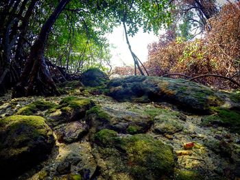 Trees growing in forest