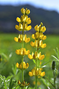 Close-up of yellow flowering plant on field