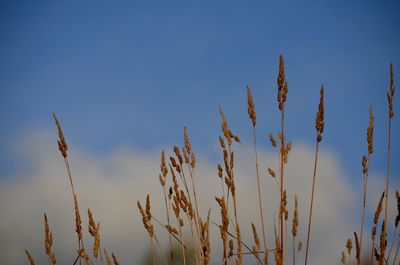 Low angle view of stalks against clear blue sky