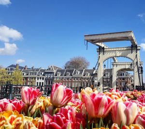 Pink tulips against sky