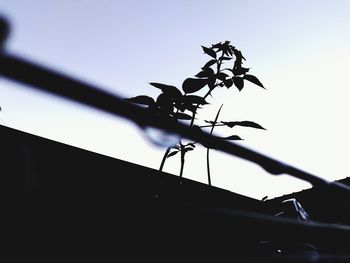 Low angle view of silhouette tree against clear sky