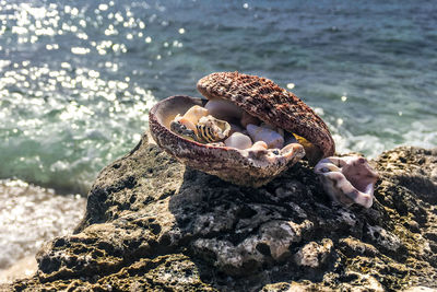 View of big shell on rock at beach against sea surface 