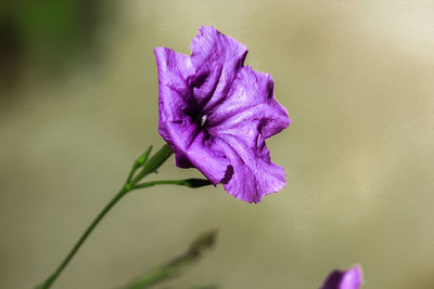 Close-up of purple iris flower