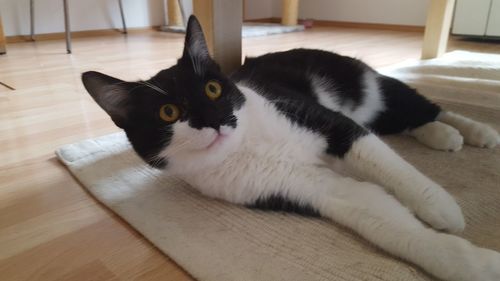 Close-up portrait of cat on hardwood floor