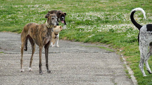 View of dog standing on road