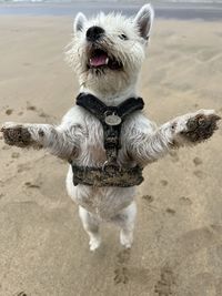 High angle view of west highland terrier