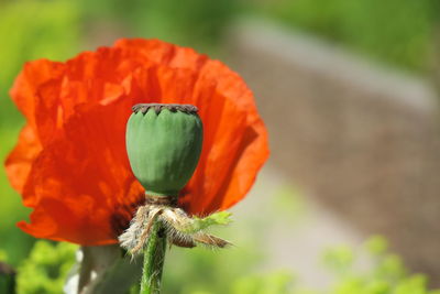 Close-up of orange poppy flower