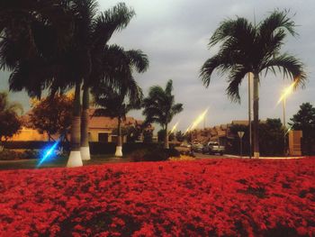 View of flower trees against sky