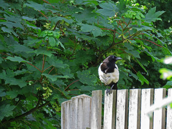 Close-up of bird perching on tree