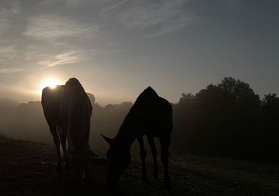 Silhouette of horse grazing on field during sunset