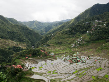 High angle view of trees on mountain