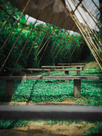 Close-up of plants growing in field