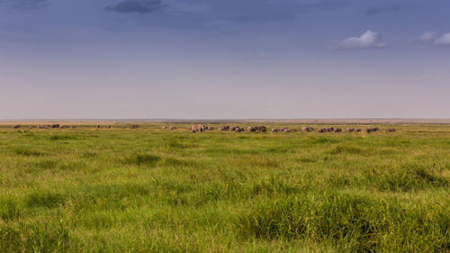 Scenic view of grassy field against sky