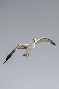 Low angle view of seagull flying