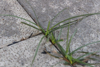 High angle view of plant growing on field