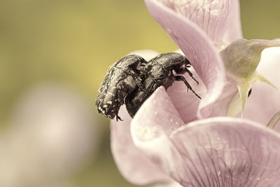 Close-up of bee pollinating flower