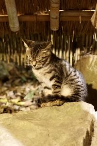 Cat sitting on looking away