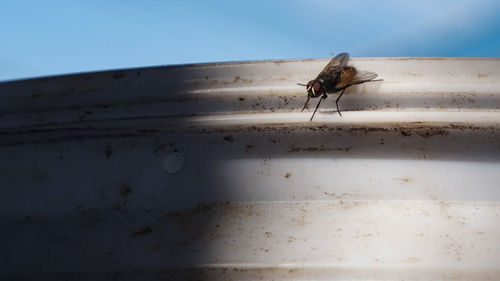 Close-up of fly on wall