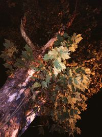 Close-up of maple leaves on tree trunk