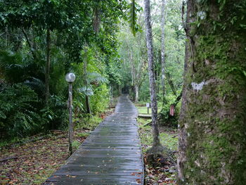 Footpath amidst trees in forest