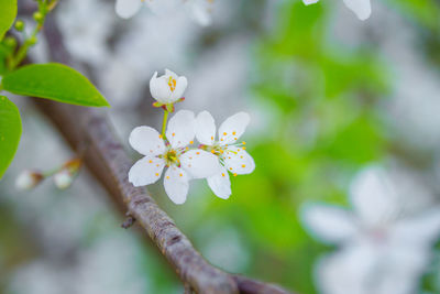 Beautiful white plum tree flowers blossoming during the spring.