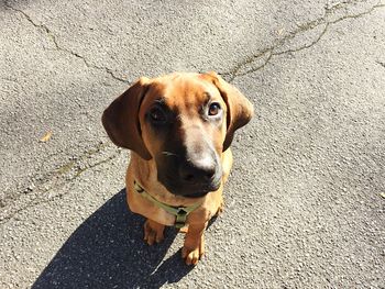 High angle portrait of dog on street