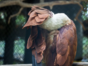 Close-up of parrot perching on branch