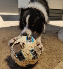 Portrait of dog playing with toy