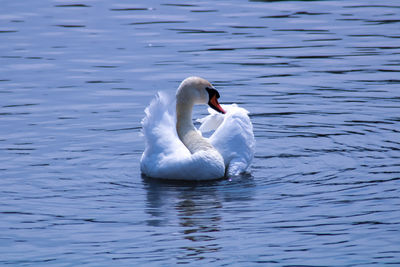 Swan swimming in lake