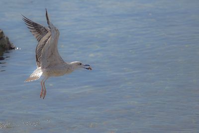 Seagull flying over lake