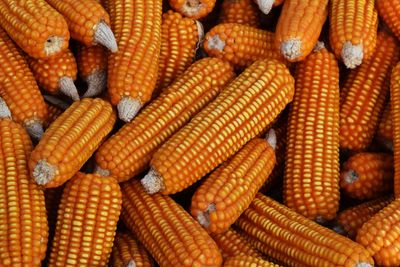 Full frame shot of corn for sale