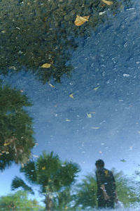 Reflection of trees in water