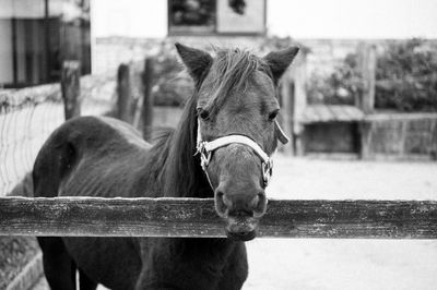 Horse in ranch