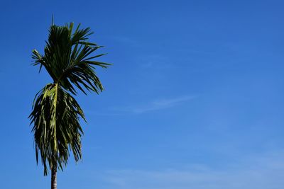 Low angle view of palm tree against blue sky